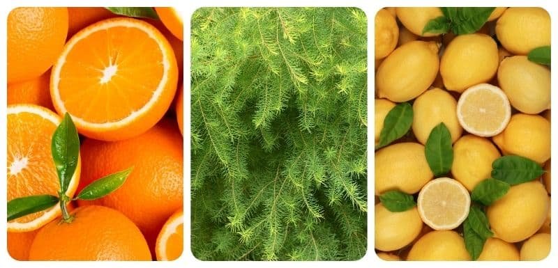 Naranja, árbol de té y limón como aceites esenciales para limpieza natural.