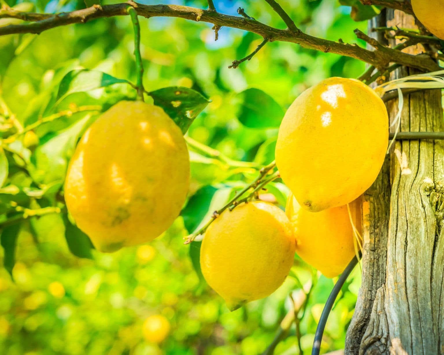 Árbol de limón en Sorrento, fruto del que se obtiene el aceite esencial de limón utilizado en aromaterapia.